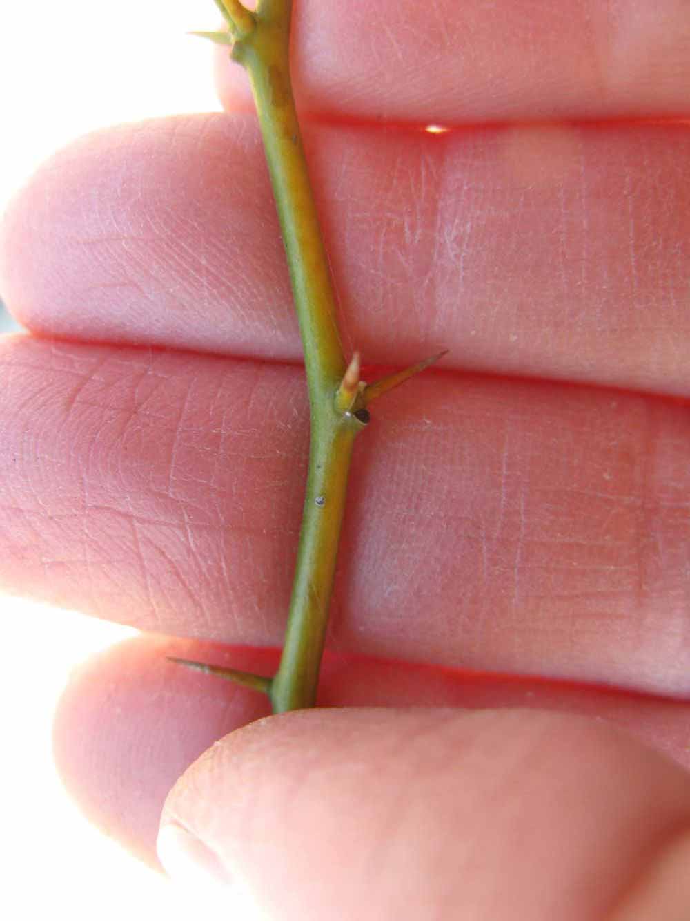              First year twig (Winter Haven, FL)       